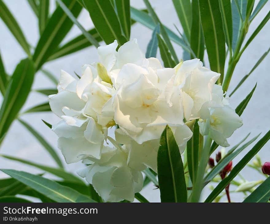 Flower, Plant, Flowering Plant, Spring