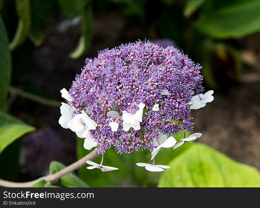 Plant, Flower, Flora, Lilac