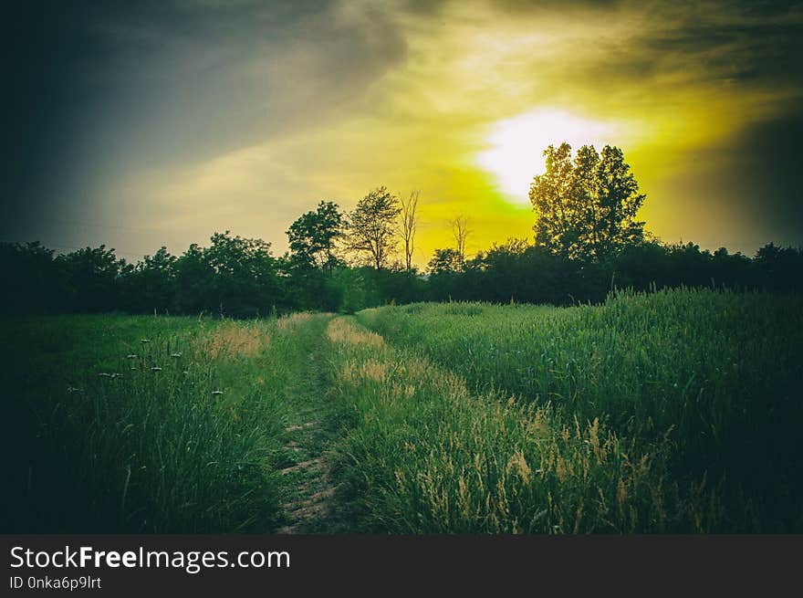 Sky, Nature, Green, Field