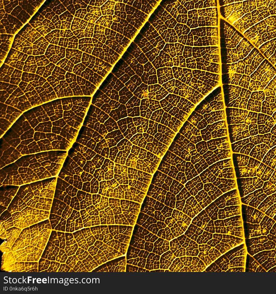 Leaf, Plant, Deciduous, Pattern