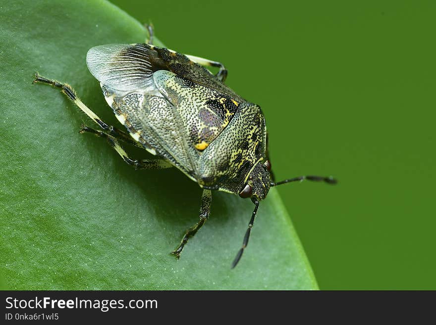 Insect, Invertebrate, Macro Photography, Fauna