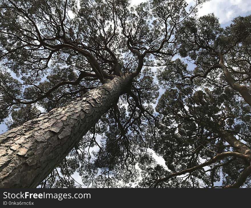 Tree, Woody Plant, Branch, Plant