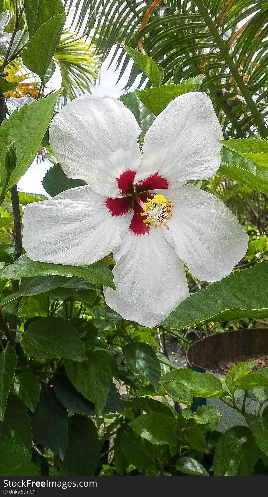 Flower, Plant, Flowering Plant, Flora