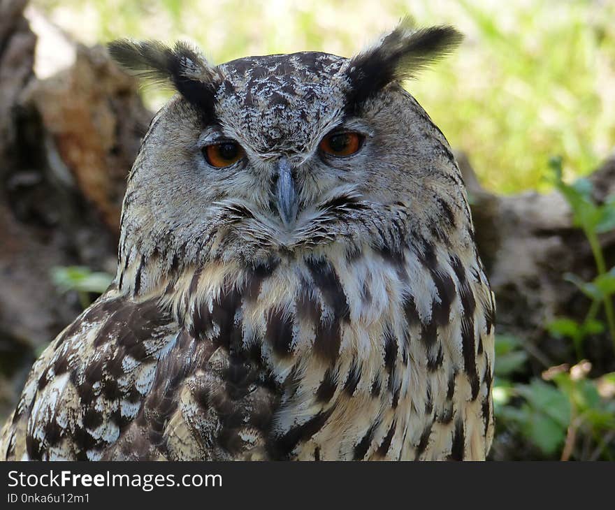 Owl, Bird Of Prey, Beak, Bird