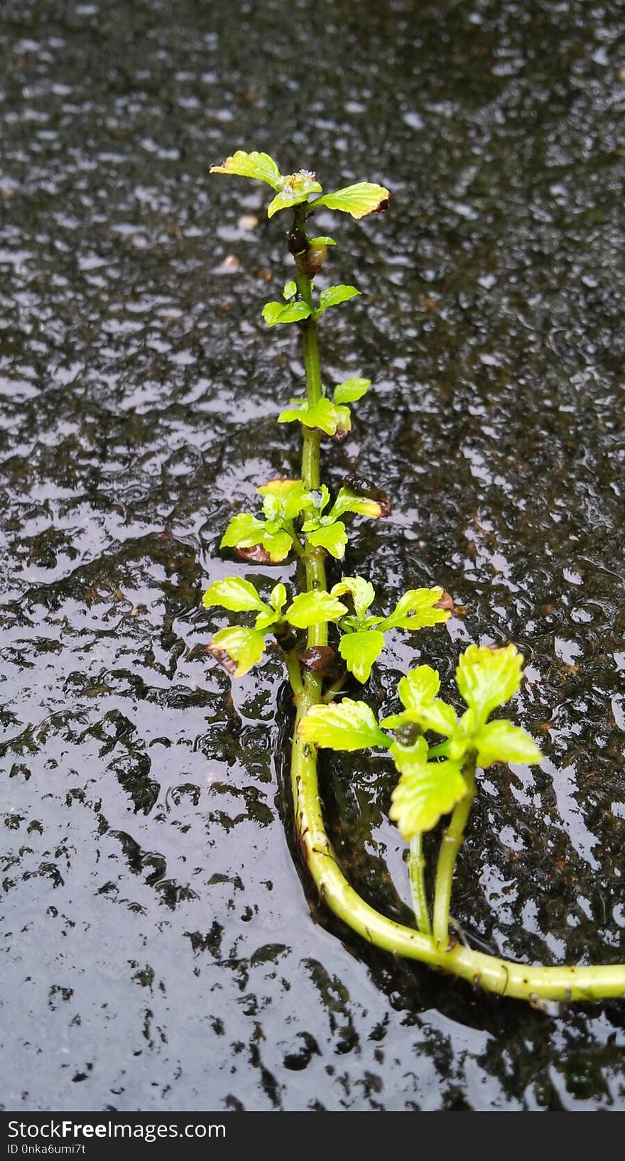 Yellow, Plant, Flora, Water