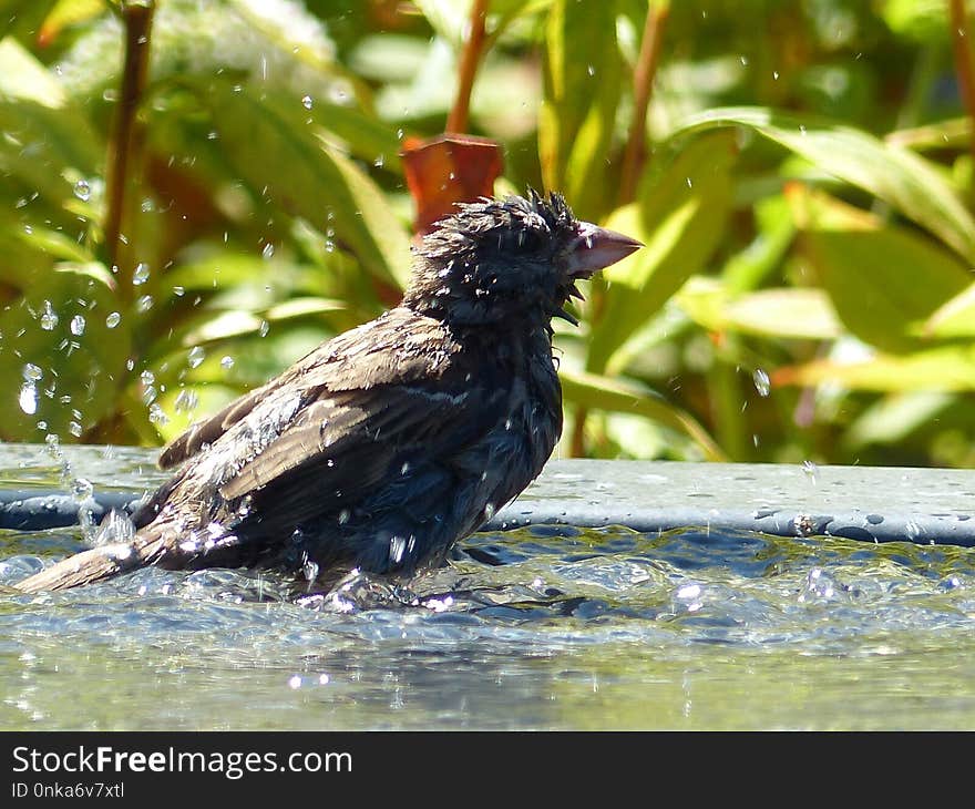 Bird, Fauna, Beak, Blackbird