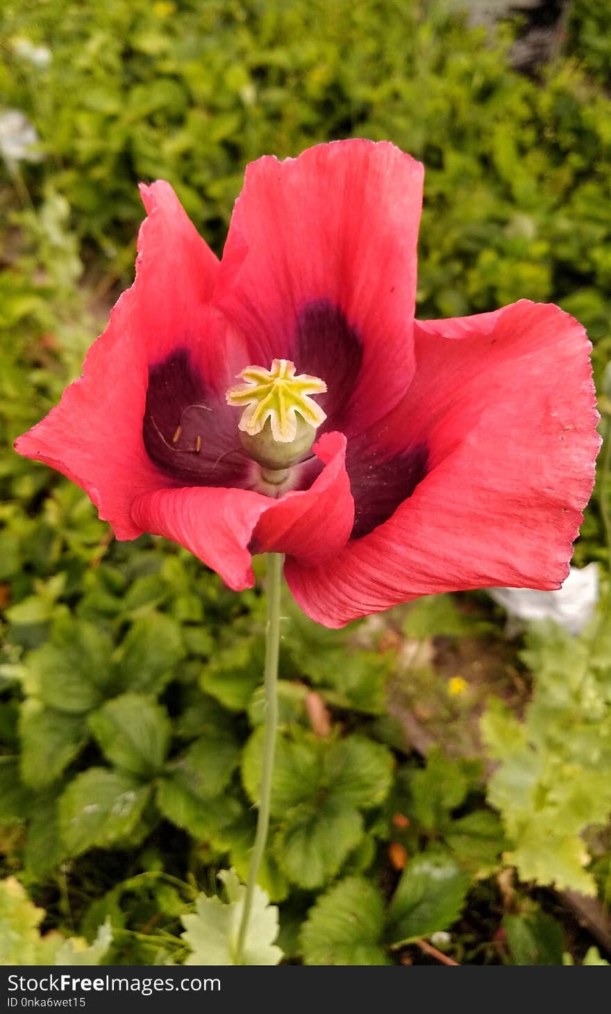 Flower, Plant, Flowering Plant, Poppy