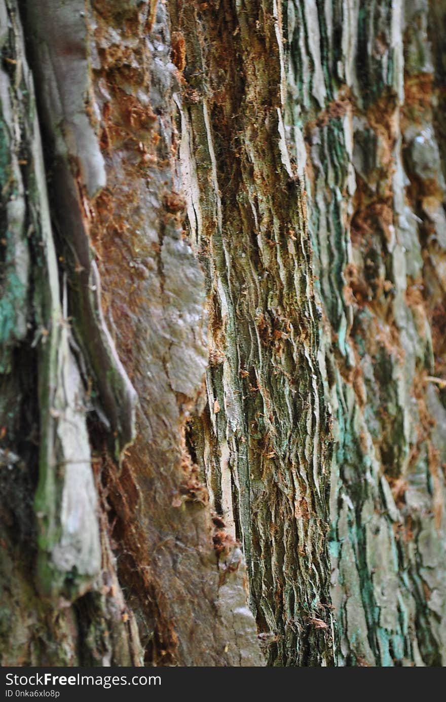 Tree, Trunk, Wood, Formation