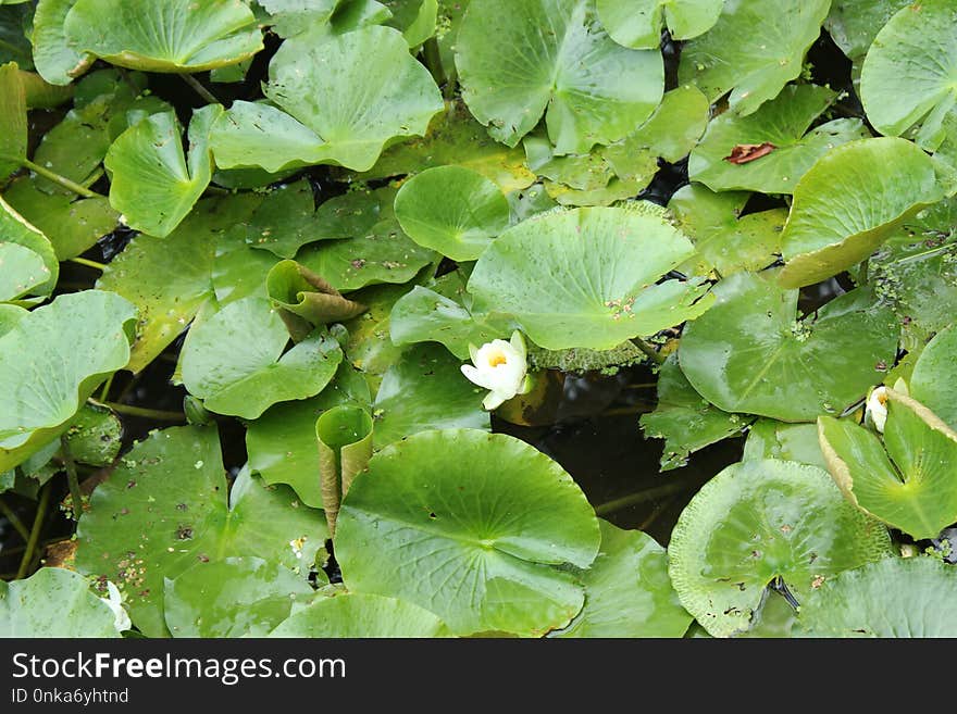 Plant, Leaf, Vegetation, Flora