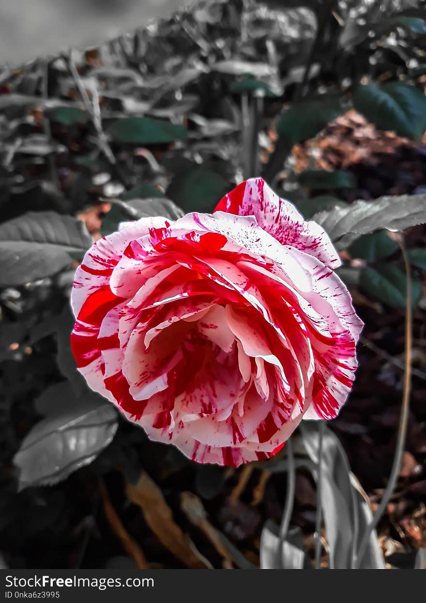 Flower, Plant, Pink, Rose Family