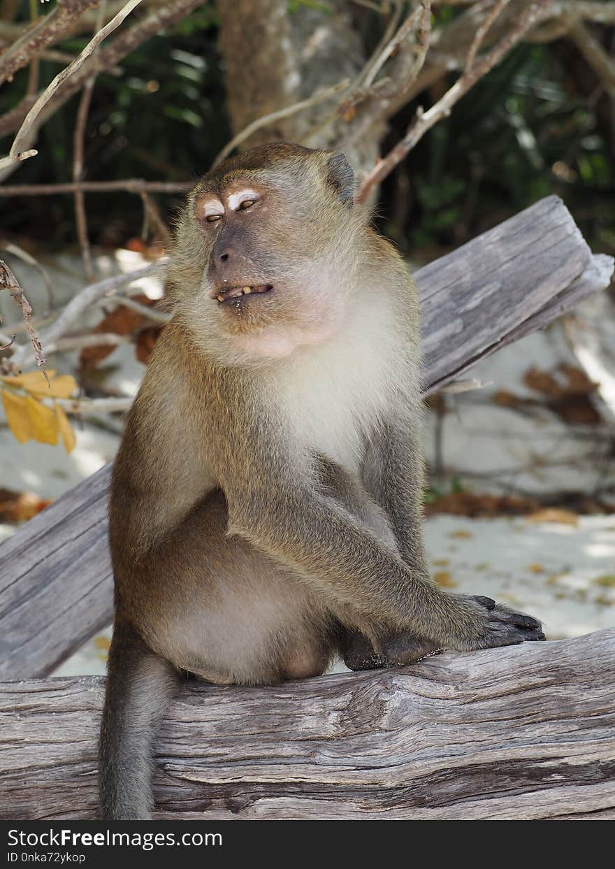 Mammal, Fauna, Macaque, Primate