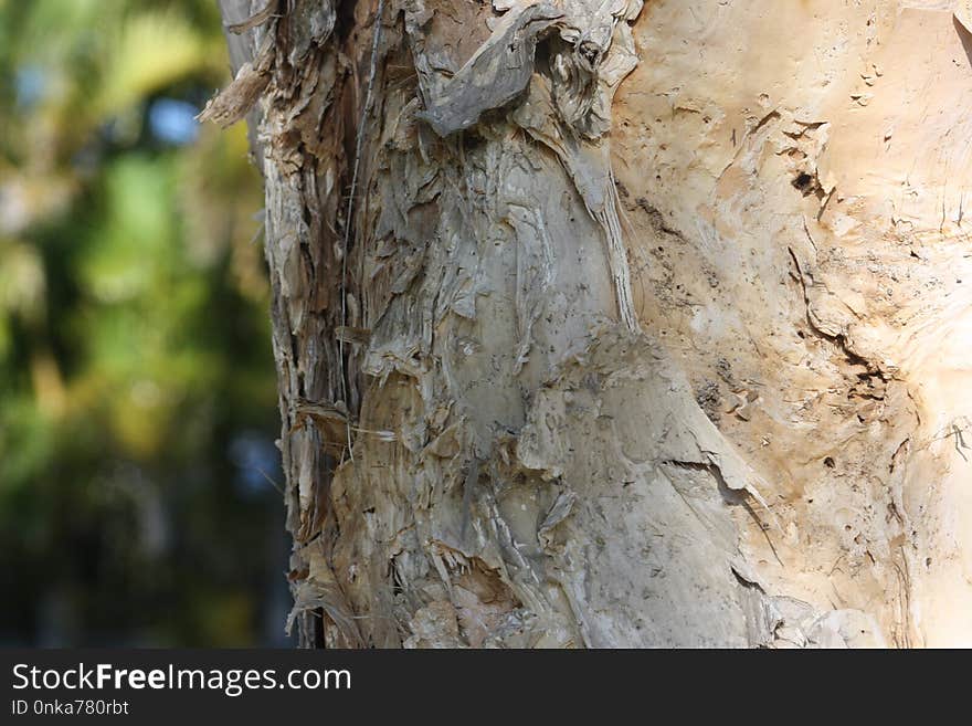 Tree, Woody Plant, Trunk, Wood