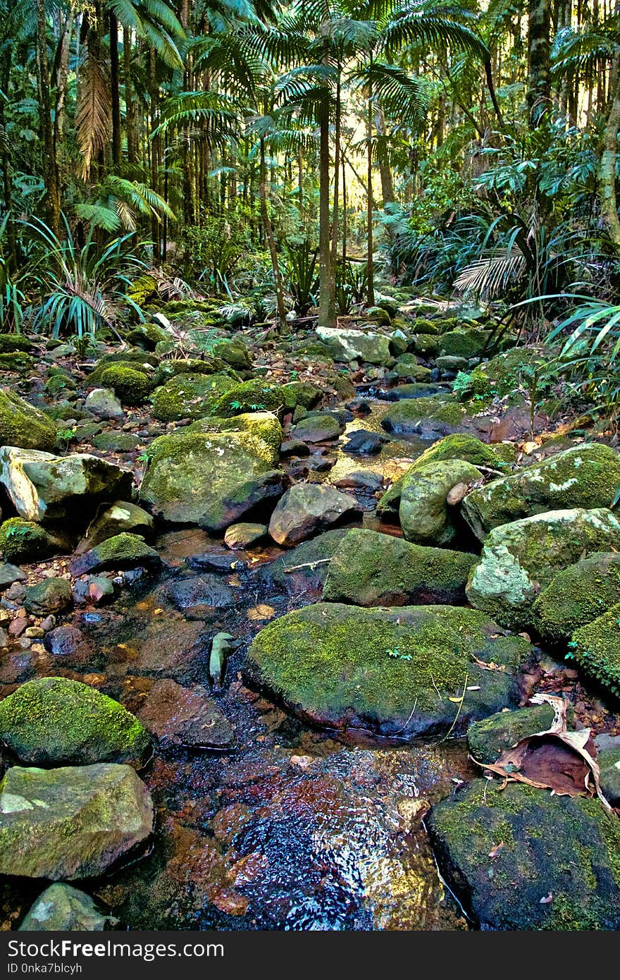 Vegetation, Water, Nature, Nature Reserve