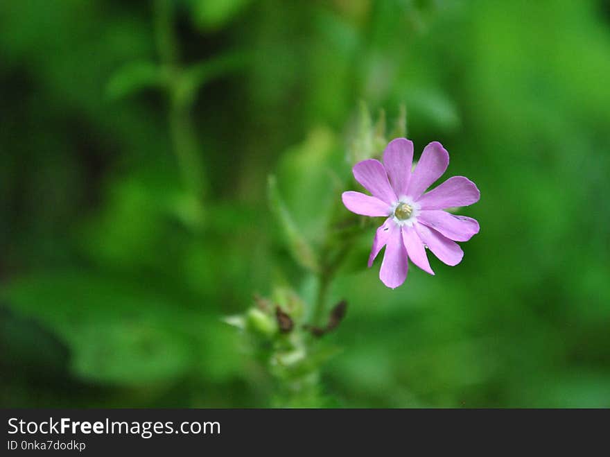 Flower, Flora, Plant, Wildflower