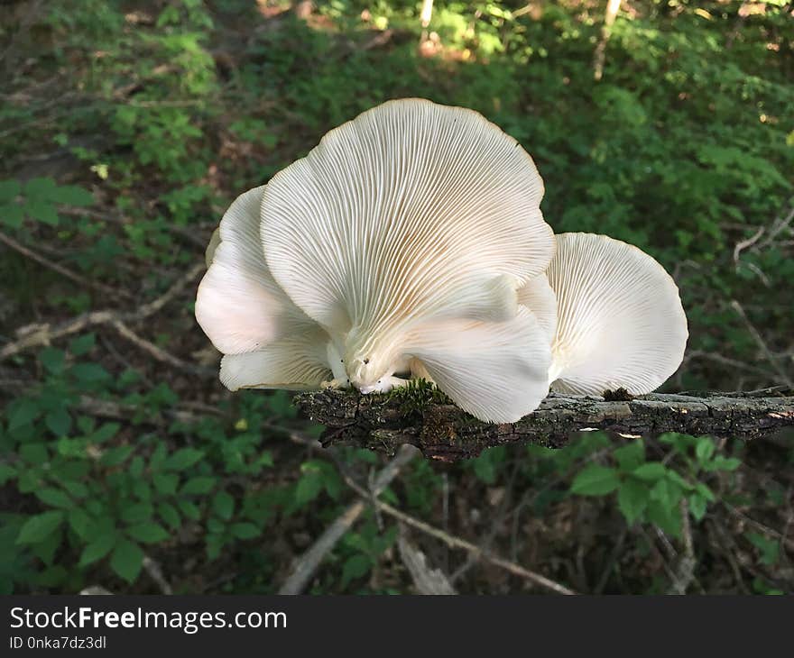 Oyster Mushroom, Agaricaceae, Fungus, Edible Mushroom