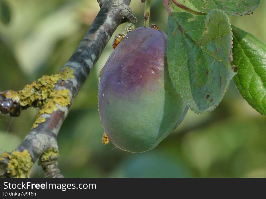 Fruit Tree, Fruit, Leaf, Plant Pathology