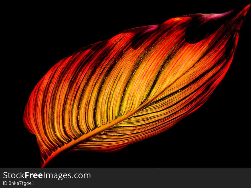 Red, Flower, Orange, Close Up