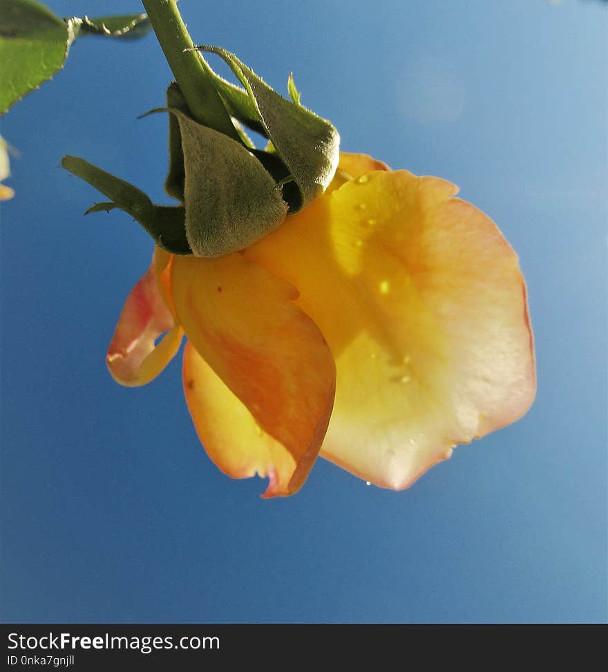 Yellow, Flower, Flora, Orange