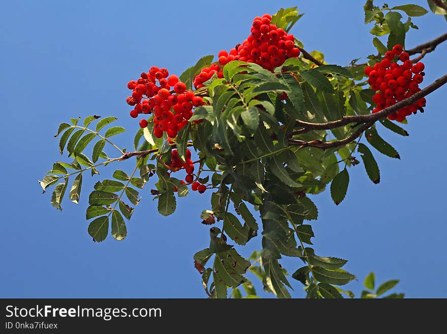 Rowan, Plant, Sorbus, Flora