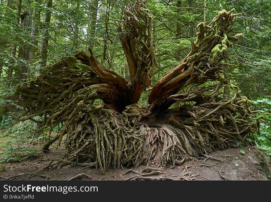 Plant, Tree, Grass Family, Trunk