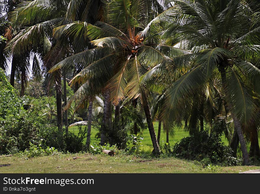 Tree, Vegetation, Ecosystem, Arecales