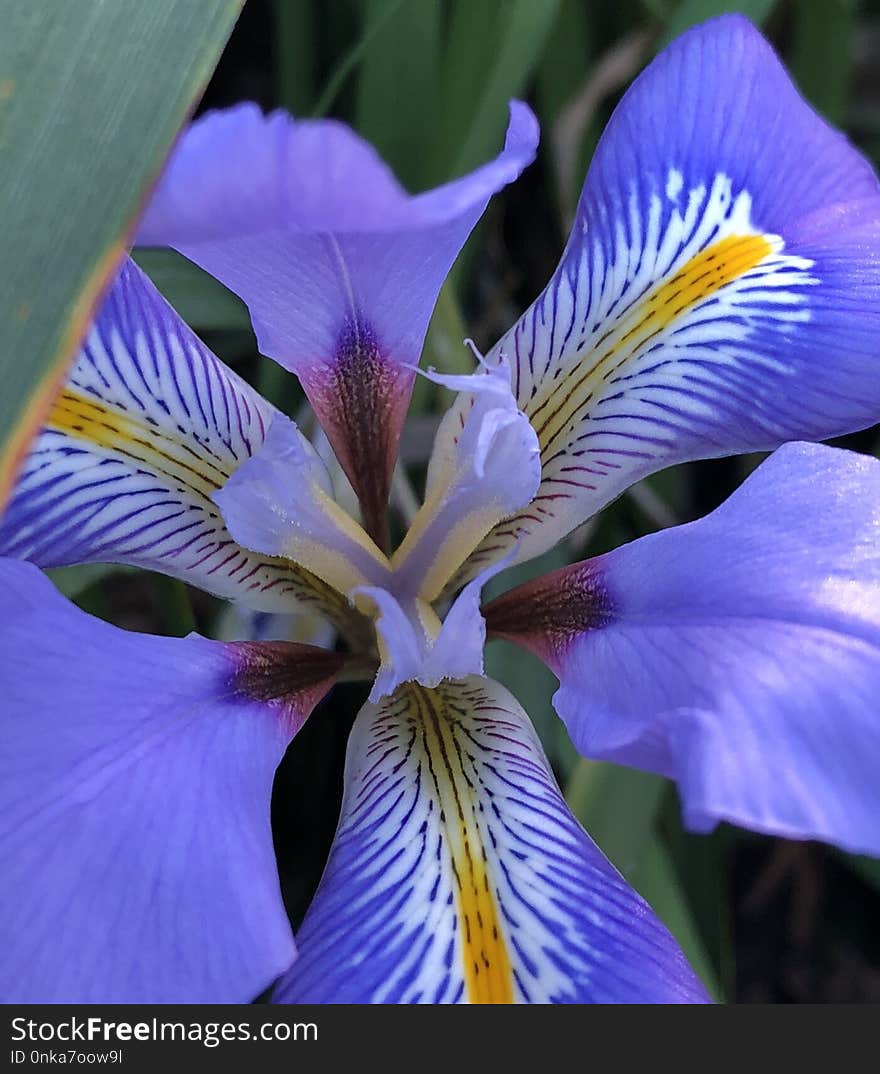 Flower, Plant, Purple, Iris Versicolor