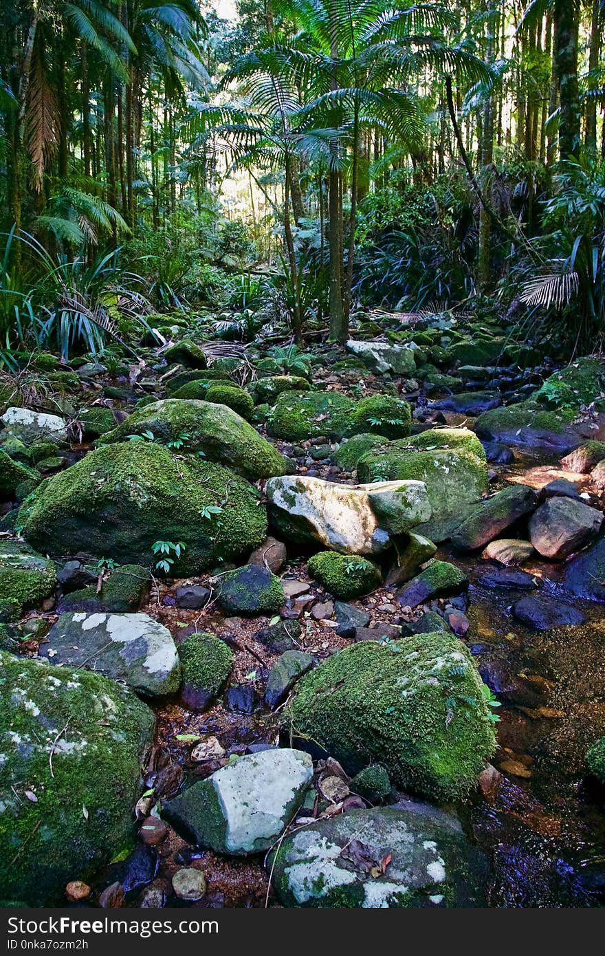 Vegetation, Water, Nature, Ecosystem