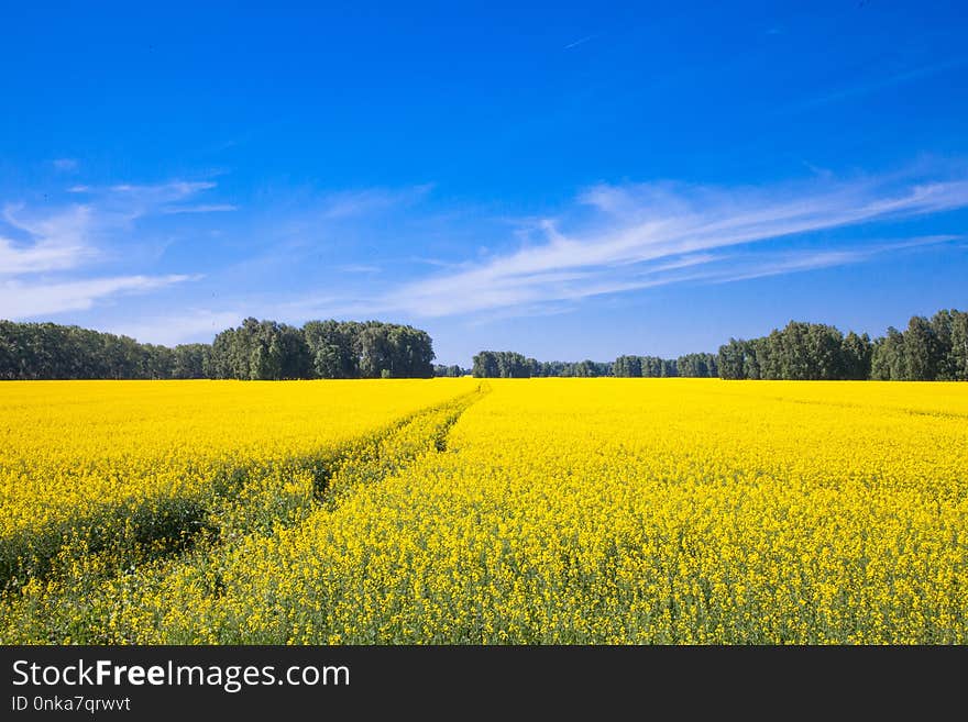 Sky, Rapeseed, Field, Yellow