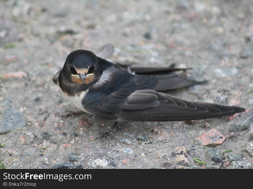 Bird, Beak, Fauna, Perching Bird