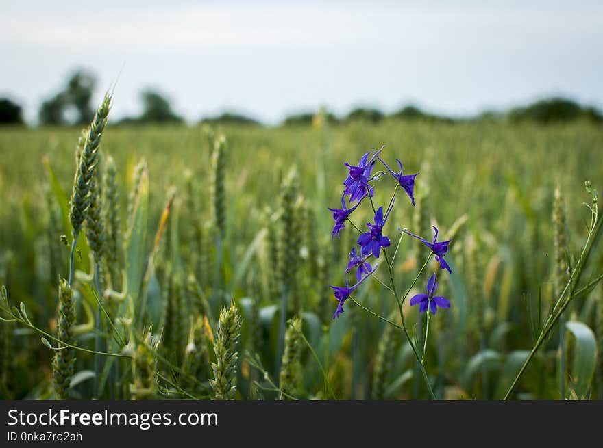 Field, Prairie, Crop, Plant