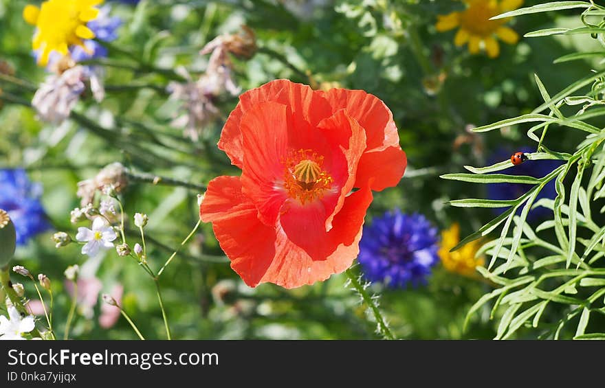 Flower, Wildflower, Plant, Poppy