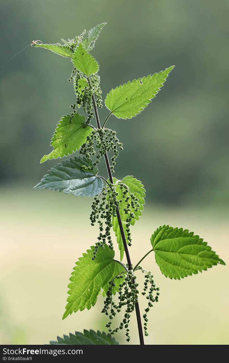 Leaf, Plant, Urtica, Herb