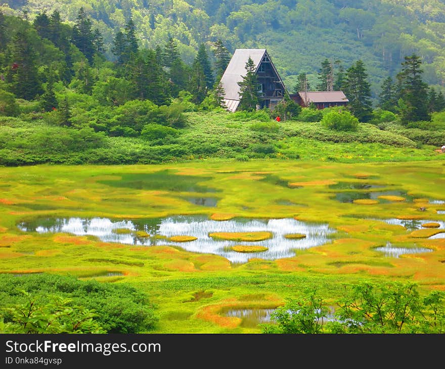 Grassland, Nature, Nature Reserve, Vegetation