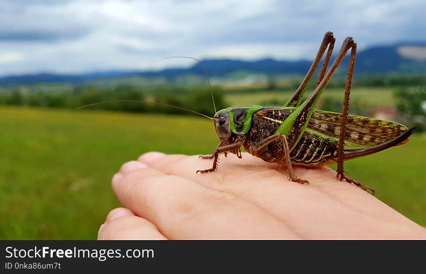 Insect, Grasshopper, Locust, Ecosystem