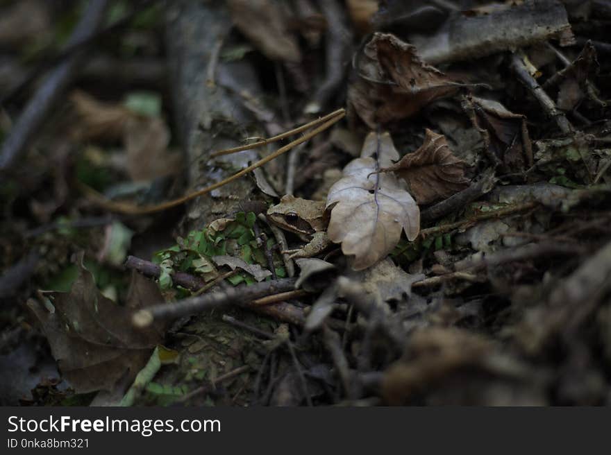 Leaf, Forest, Fungus, Plant