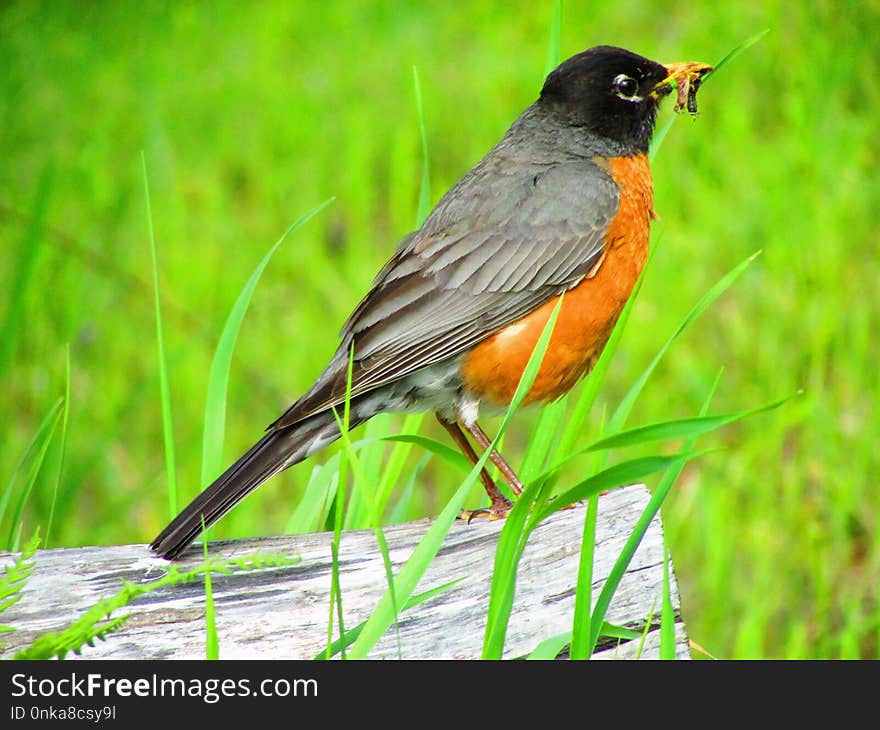 Bird, Beak, Fauna, Robin