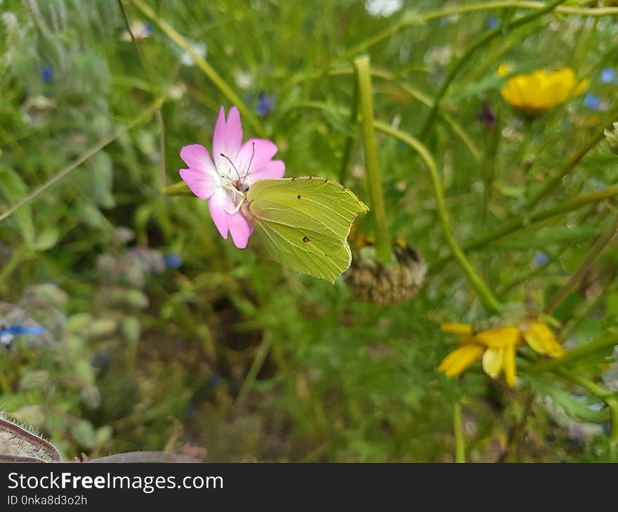 Flora, Flower, Plant, Pollinator