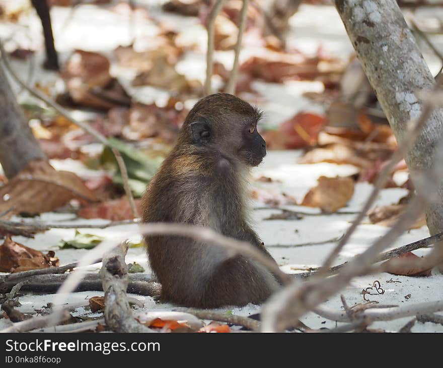 Fauna, Mammal, Macaque, Old World Monkey