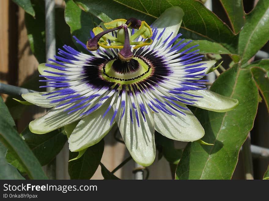 Flower, Plant, Passion Flower, Passion Flower Family