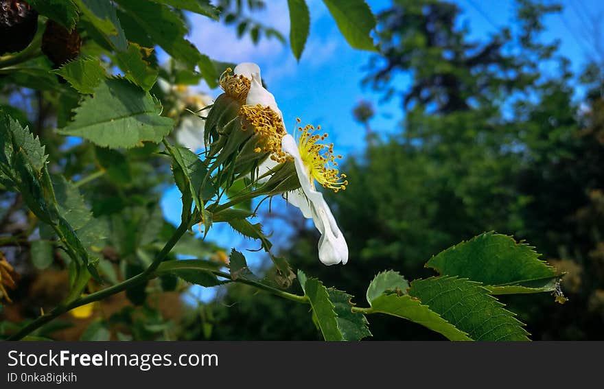 Vegetation, Flora, Plant, Leaf