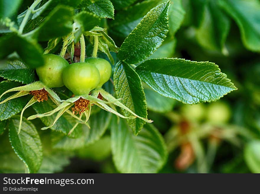 Fruit, Plant, Fruit Tree, Leaf