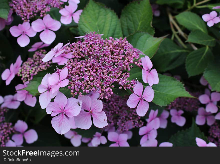 Flower, Plant, Flowering Plant, Hydrangea