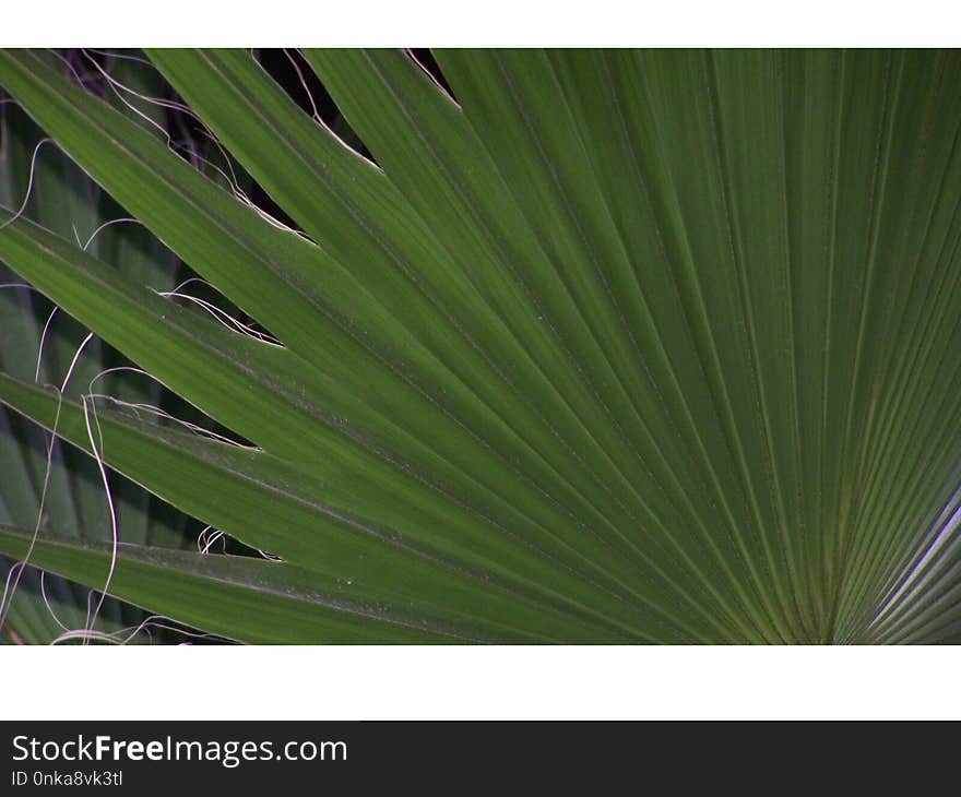 Plant, Leaf, Saw Palmetto, Arecales