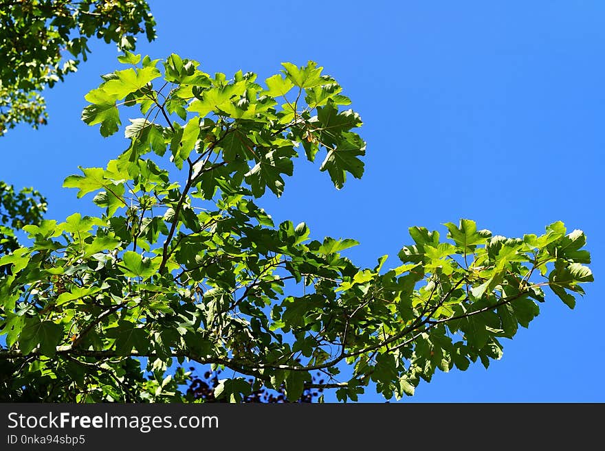 Tree, Branch, Sky, Leaf