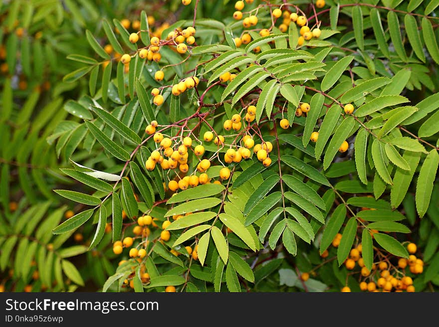 Plant, Sorbus, Tree, Hippophae