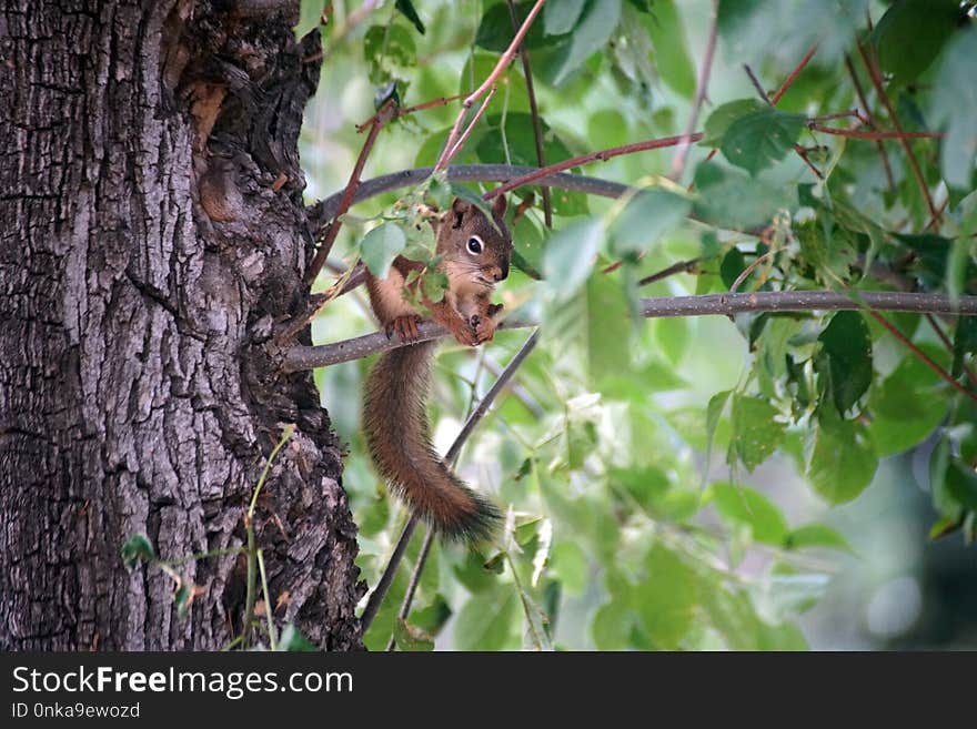 Mammal, Squirrel, Fauna, Branch