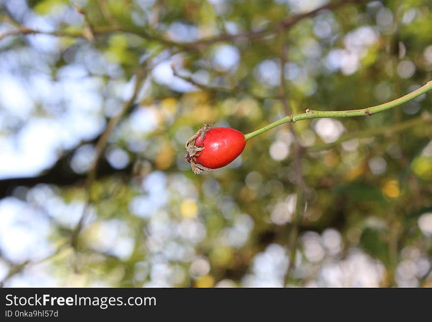 Rose Hip, Flora, Fruit, Leaf