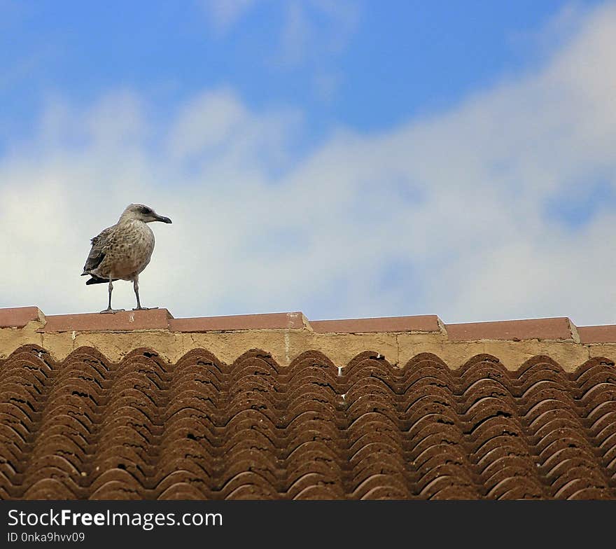 Sky, Fauna, Bird, Seabird