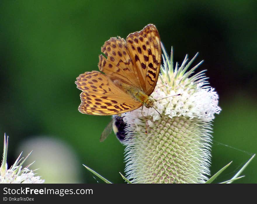 Butterfly, Insect, Moths And Butterflies, Brush Footed Butterfly