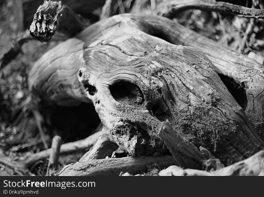 Black And White, Tree, Monochrome Photography, Woody Plant